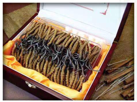 睢县冬虫夏草回收